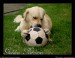 Golden_Retriever_with_ball_by_hayhey